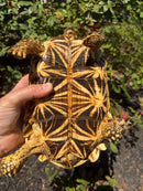 Sri Lankan Star Tortoise 2010