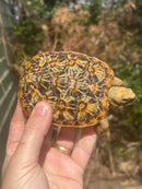 HI White Pancake Tortoise Adult Female