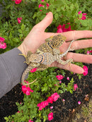 Aquaflame Blue Eastern Collared Lizard Adult Pair