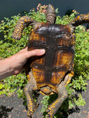 Yellow Footed Tortoise CB Adult Female