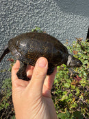 Franco-Italian Pond Turtle Adult Male