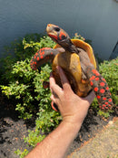 Red Foot Tortoise Adult Male