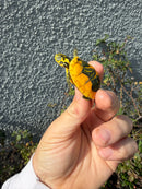 Supernova Golden Flame Florida Red Bellied Turtle
