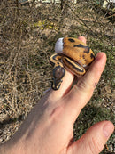 Hi White Pied Ball Python Female