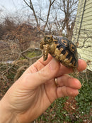 Leopard Tortoise 2025