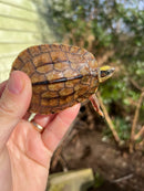 Golden Coin Box Turtle 2023