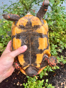 Red Foot Tortoise Adult Female