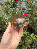 Yellow Mud Turtle Adult Pair