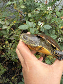 Franco-Italian Pond Turtle Adult Female