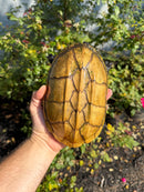 Pacific Giant Musk Turtle Adult Male