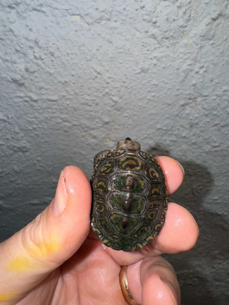 Hi White Concentric Diamondback Terrapin 2024