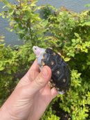 Ornate Diamondback Terrapin Male