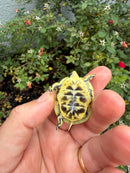 HI YELLOW Florida Box Turtle
