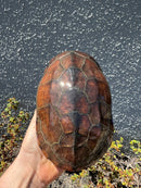 Reeves Turtles Adult Female