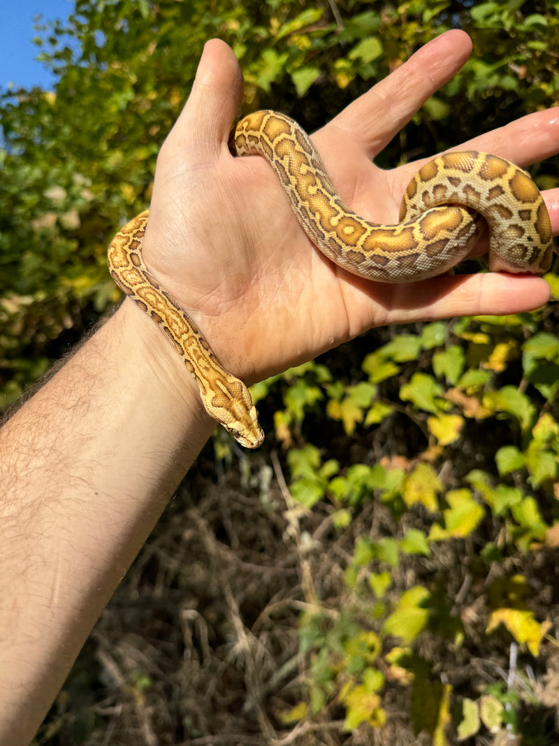 Hypo Burmese Python Female