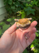 Florida Box Turtle 2021 Female