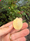 Albino Mississippi Map Turtle Baby