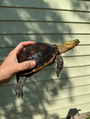 Chinese Box Turtle Adult Pair (Cuora flavomarginata)