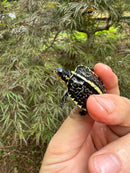 HI YELLOW Florida Box Turtle Baby 2024