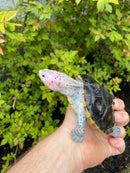 Ornate Diamondback Terrapin Female