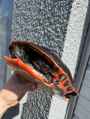 Super Red Northern Red Bellied Turtle Adult Male