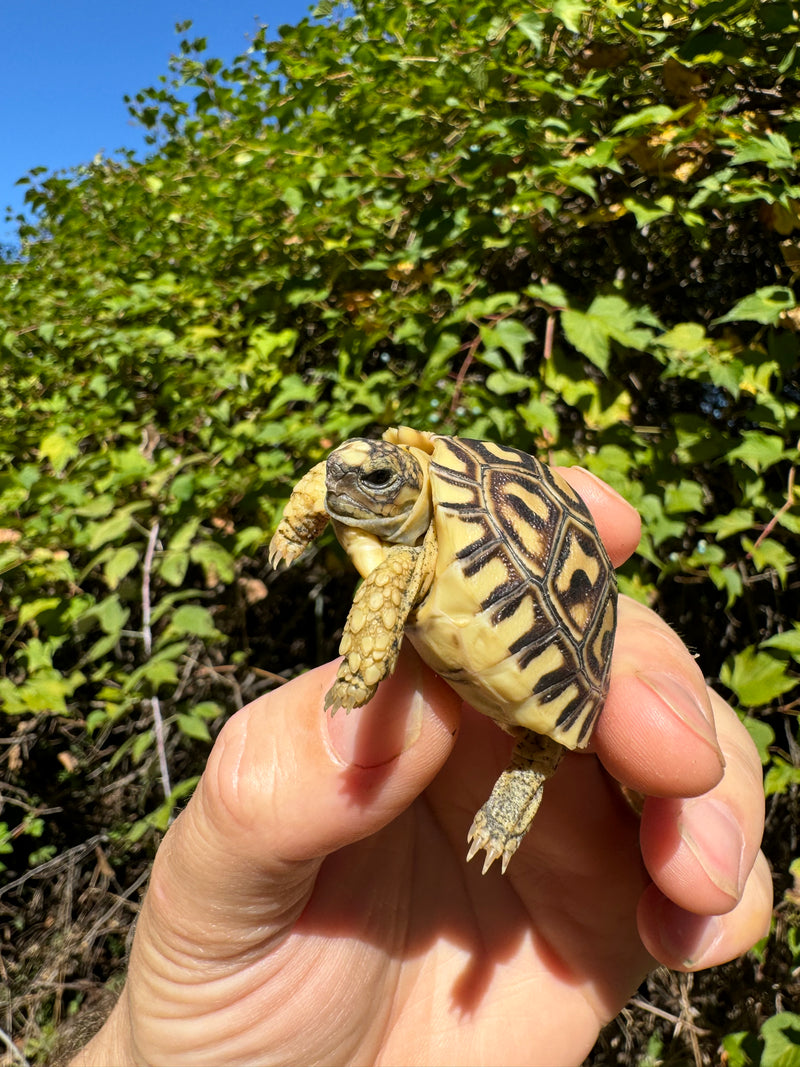 Leopard Tortoise 2024