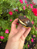 Twist-necked Turtle LTC Female