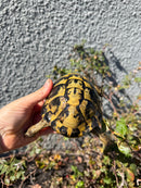 Eastern Hermann's Tortoise Adult Male