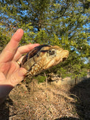 Marginated Tortoise Female