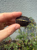 HI YELLOW Florida Box Turtle