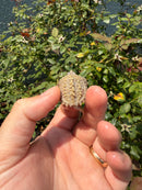 Albino Florida Snapping Turtle 2026