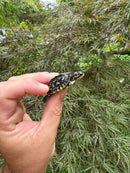 HI YELLOW Florida Box Turtle Baby 2024