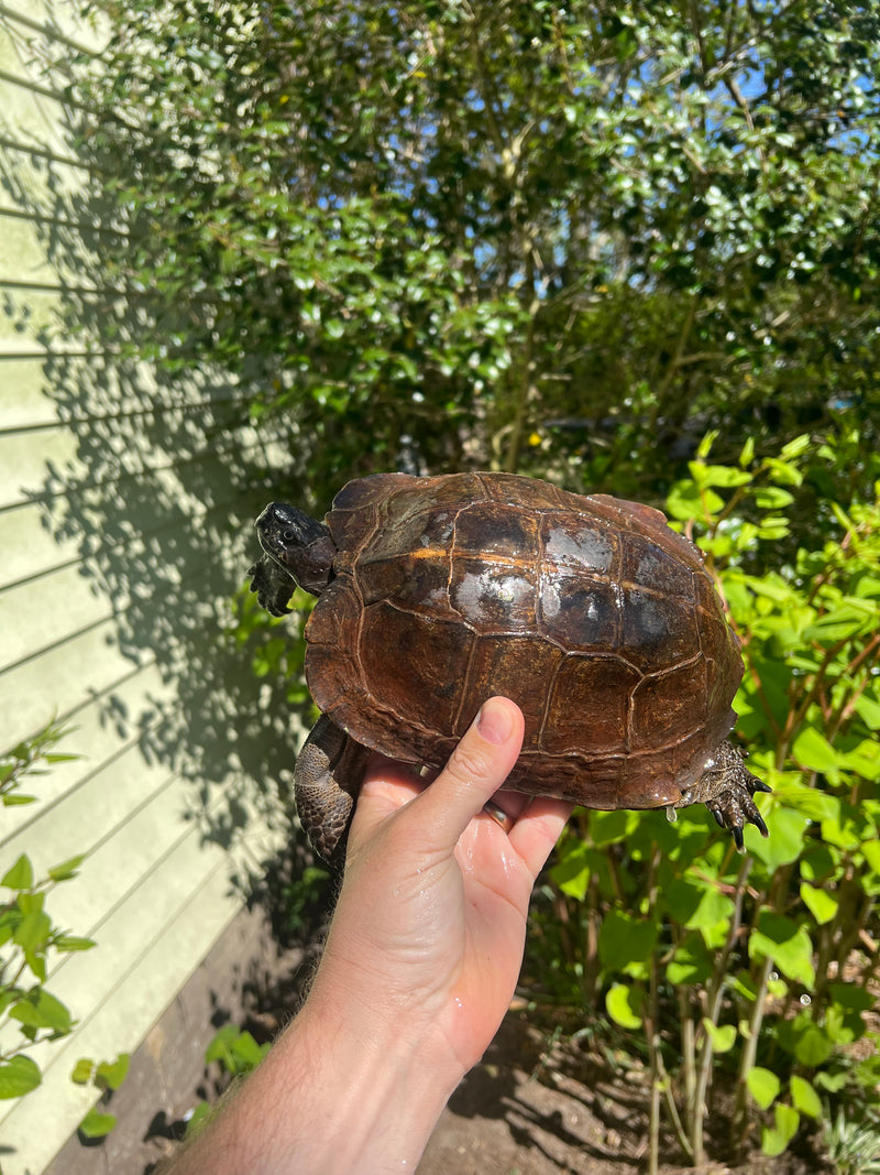 Spiny Hill Turtle Adult Male