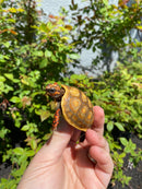 Hypo Blonde Red Foot Tortoise Baby 2026