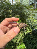 Hi Color Yellow Baby Eastern Box Turtle