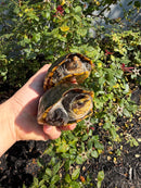 Scorpion Mud Turtle Adult Pair