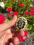 HI Yellow Desert Box Turtle