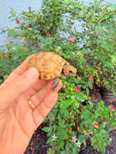 Hypomelanistic Cherryhead Red Foot Tortoise Baby 2026