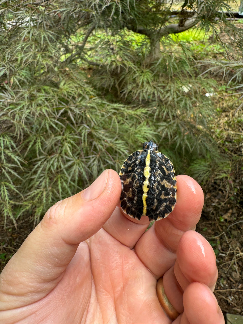 HI YELLOW Florida Box Turtle Baby 2024