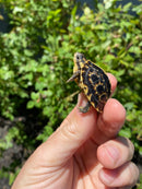 HI YELLOW Florida Box Turtle