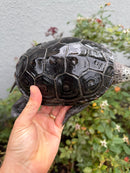 Adult Mississippi Diamondback Terrapin Female