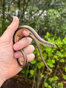 Eastern Glass Lizards (Ophisaurus ventralis)