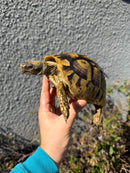 Eastern Hermann's Tortoise Adult Female