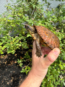 Flat Shell Turtle Juvenile Female 2025