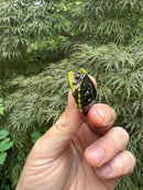 HI YELLOW Florida Box Turtle 2025