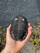Reeves Turtles Adult Pair