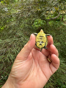 HI YELLOW Florida Box Turtle Baby 2024