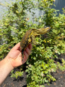 Sicilian Pond Turtle Adult Pair