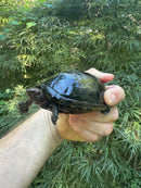 Tobasco Mud Turtle Adult Trio