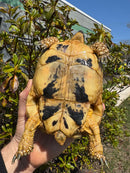Libyan Greek Tortoise Adult Female